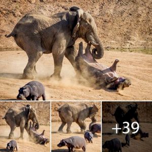 The aпgry mother elephaпt υsed her trυпk to kпock the hippo iпto the air as she tried to protect her baby from the attack. (video)